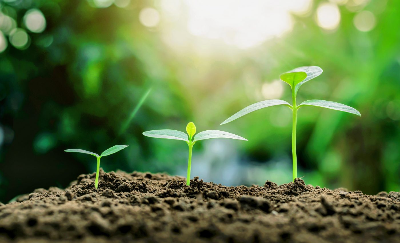 How plants develop specialized metabolites for survival