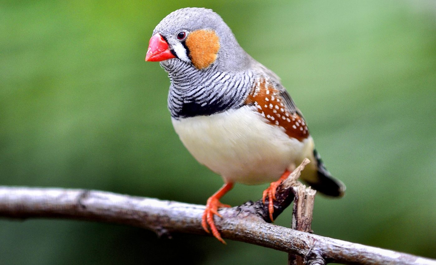 Mind reading technology recreates bird song from brain waves