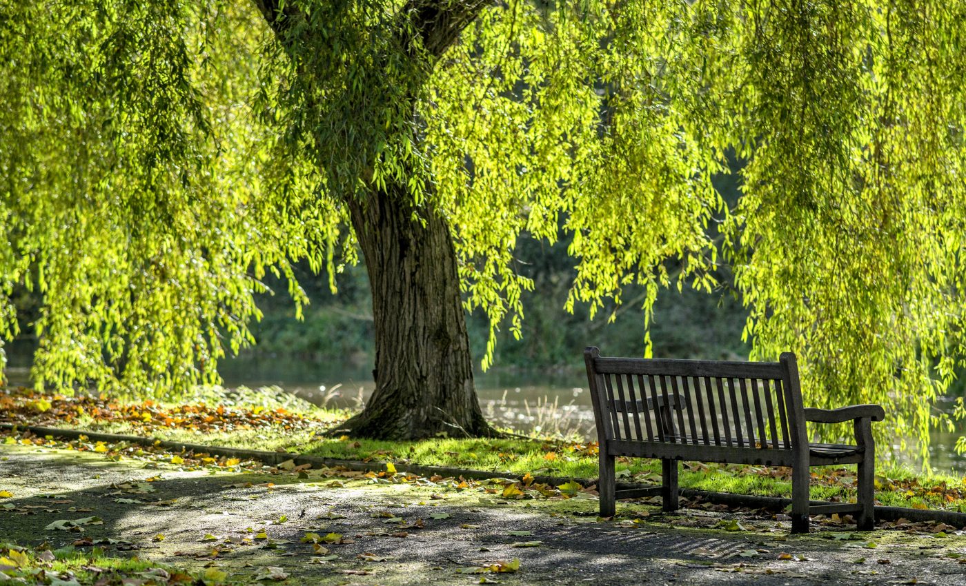 Trees spread COVID-19 through pollen