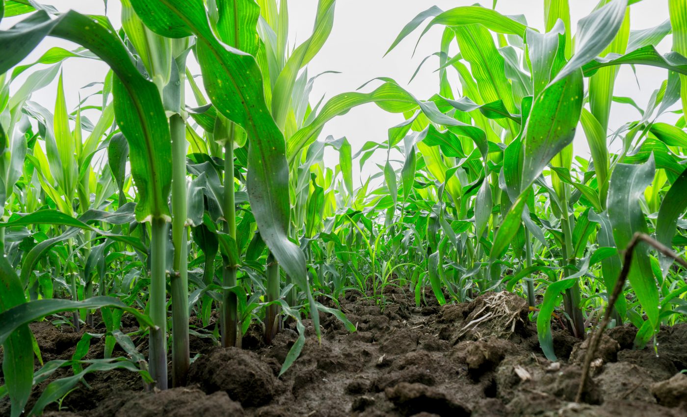 Corn stover can produce a high volume of biofuels