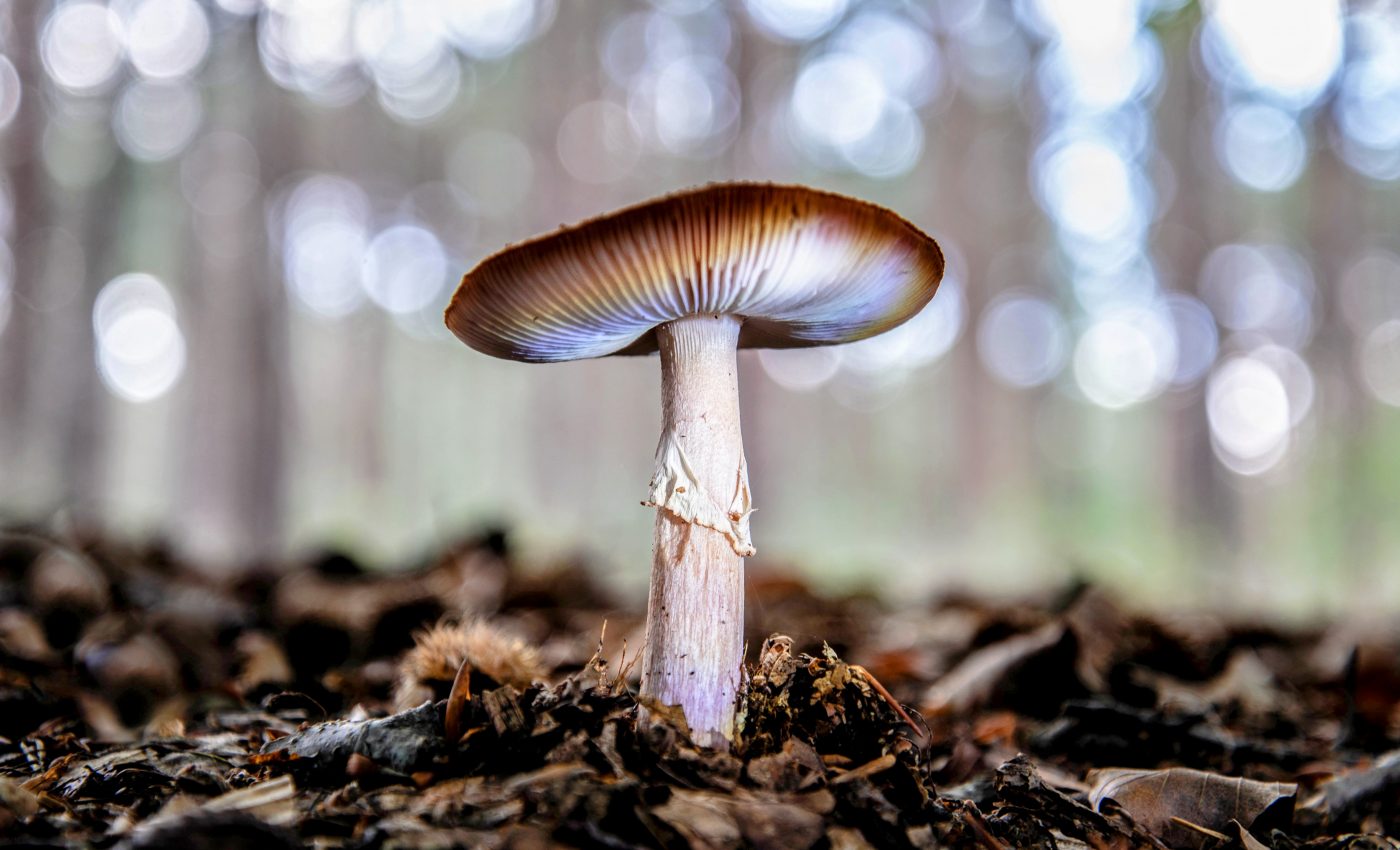 Psychedelic mushrooms and a cure for depression