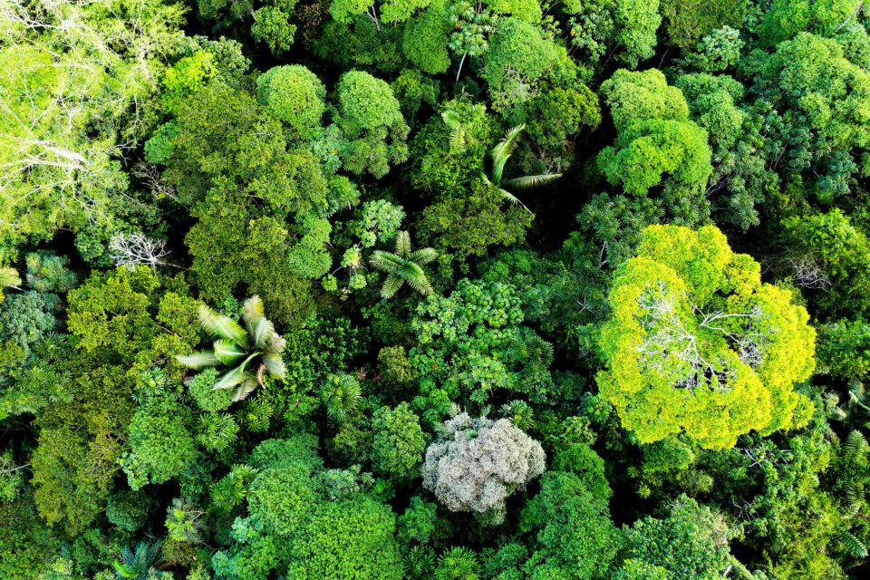 A Beginner's Guide to Tree Identification