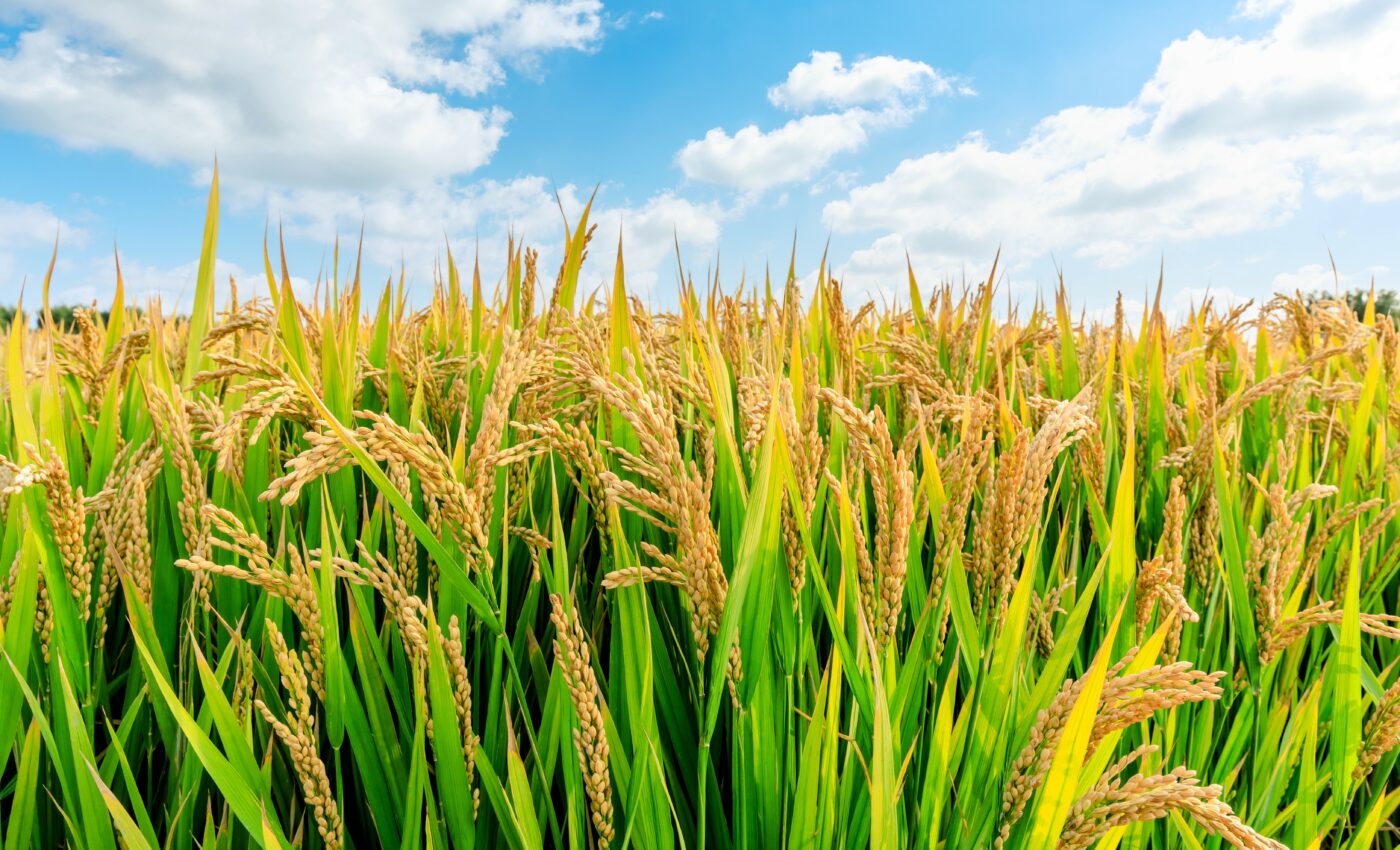 Drought changes the root microbiome of rice plants
