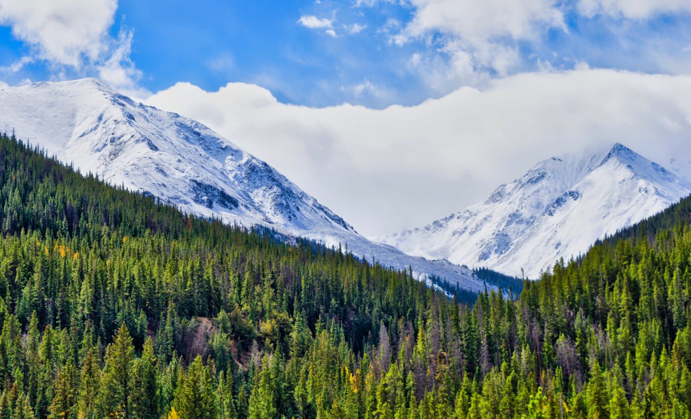 Tree mortality in Colorado is a warning sign of climate change