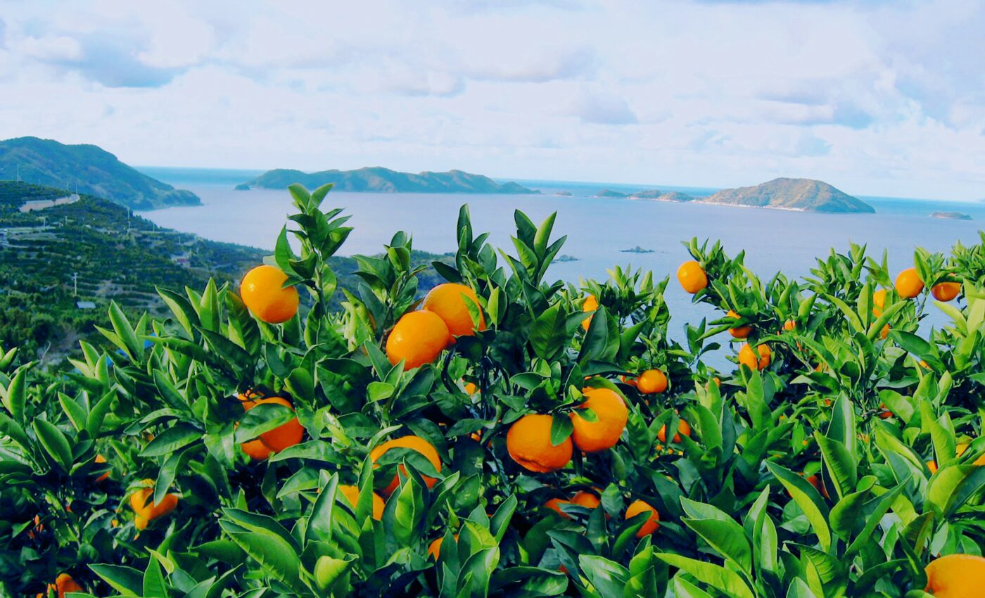 History of Okinawan mandarin revealed