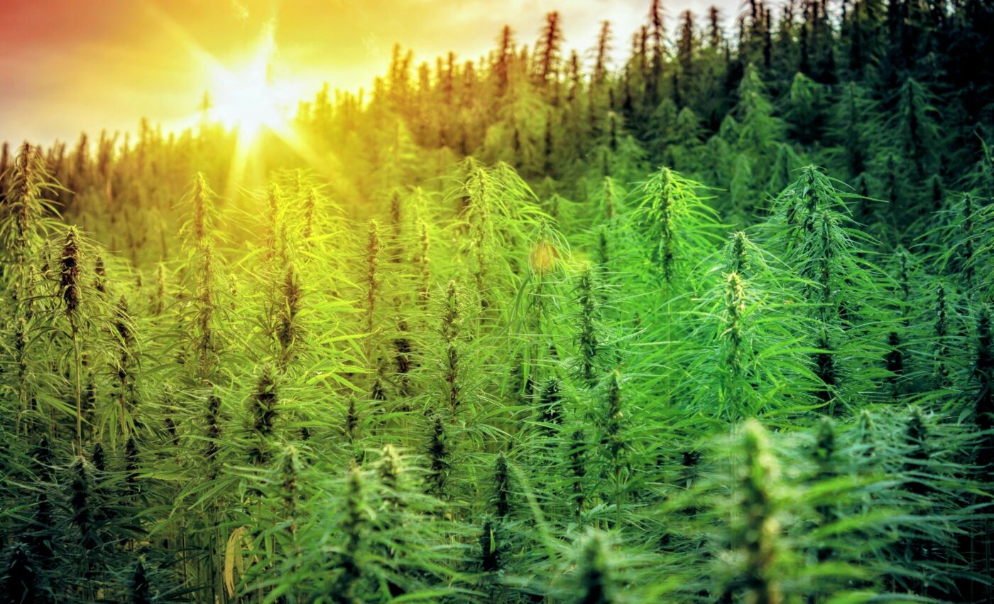 Genetics, not environmental stress, increases THC in hemp