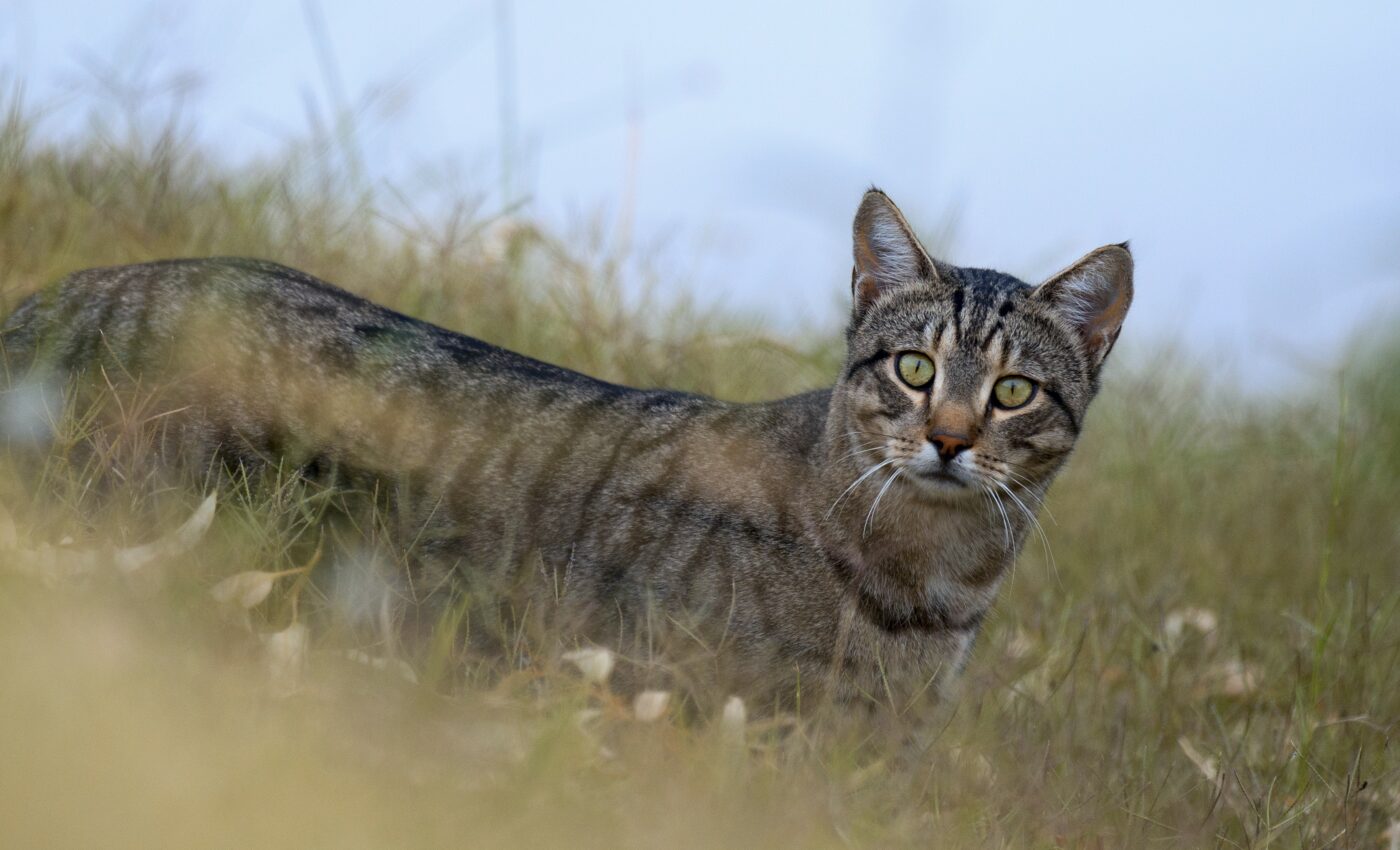 Invasive species have racked up $390 billion bill in Australia
