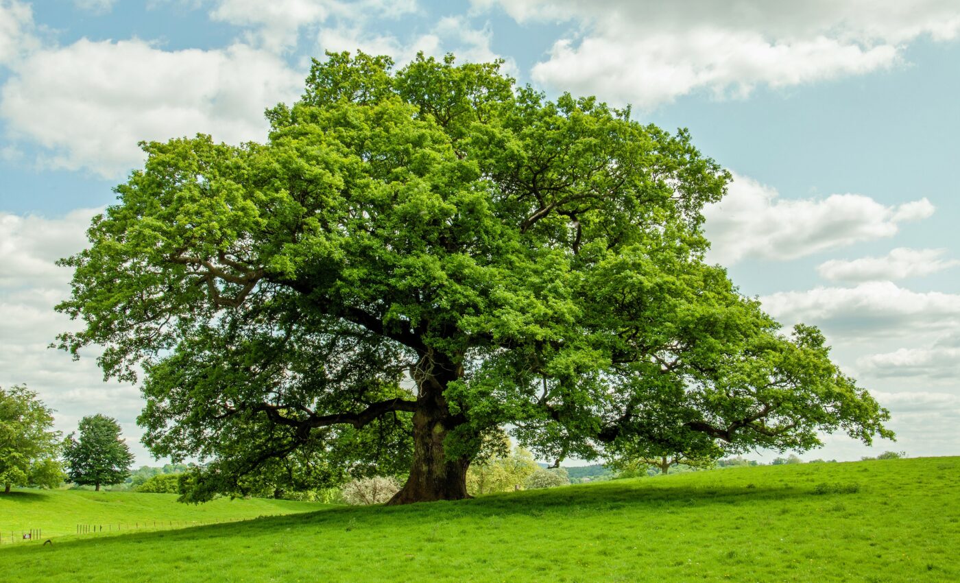Oak trees use carbohydrate reserves to survive insect invasions