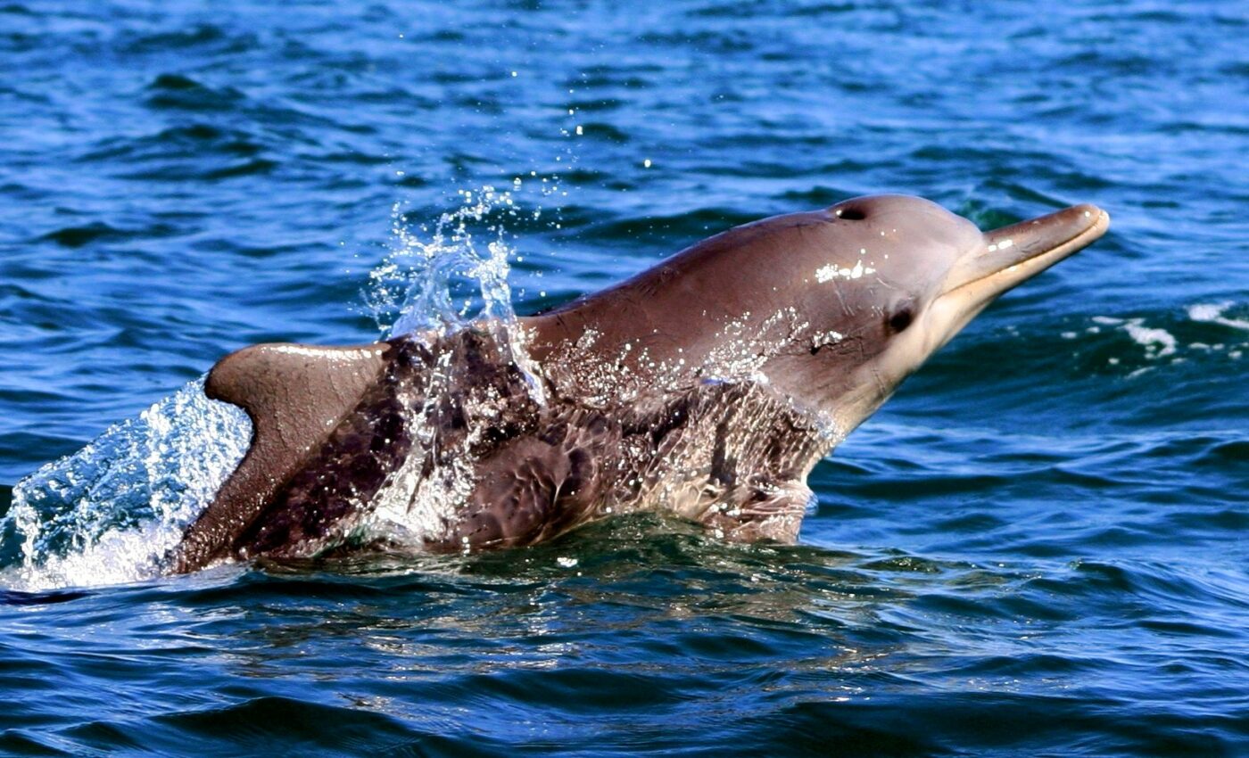 All hands on deck to save South Africa’s humpback dolphin