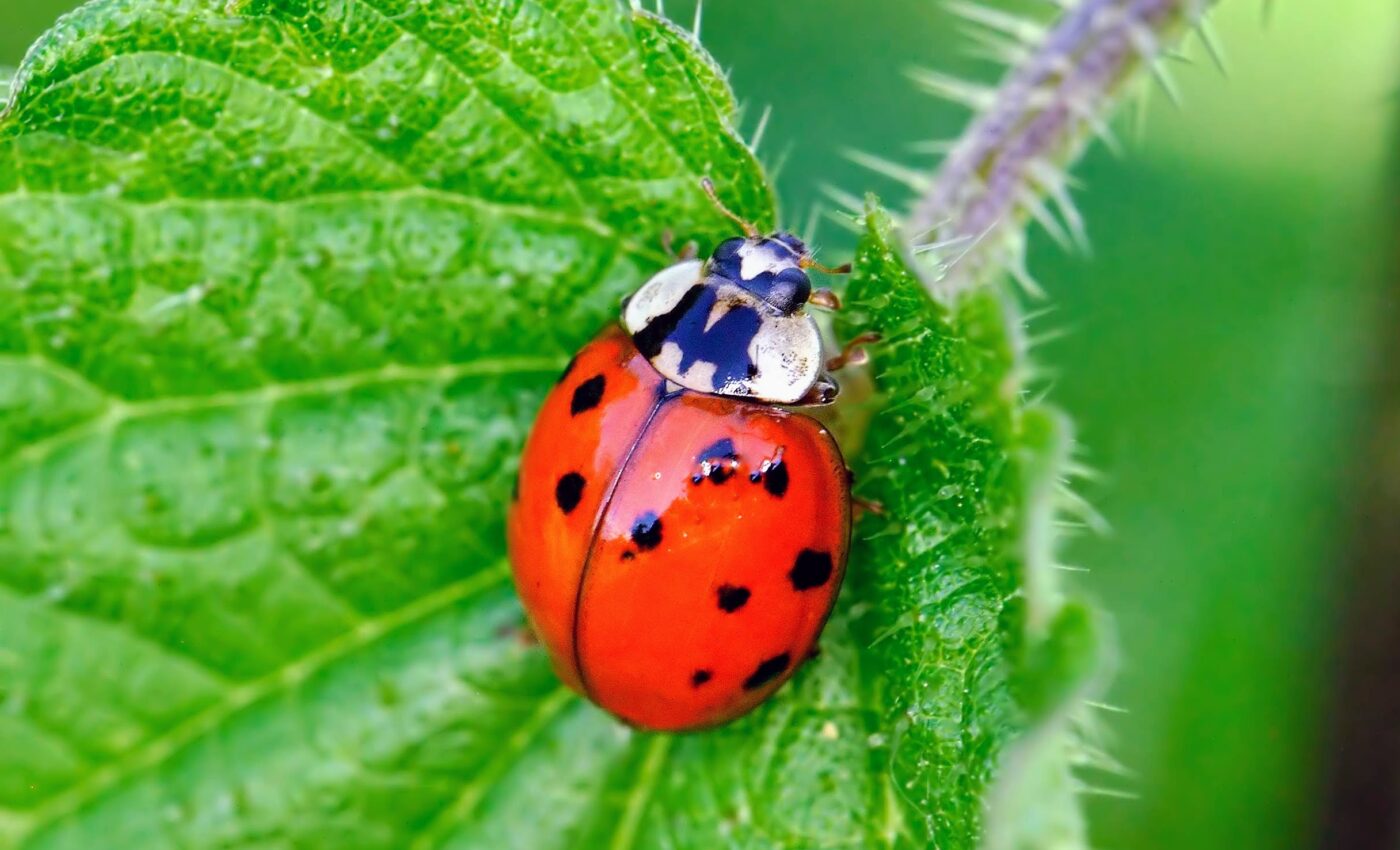 Using the "smell of fear" to control garden pests