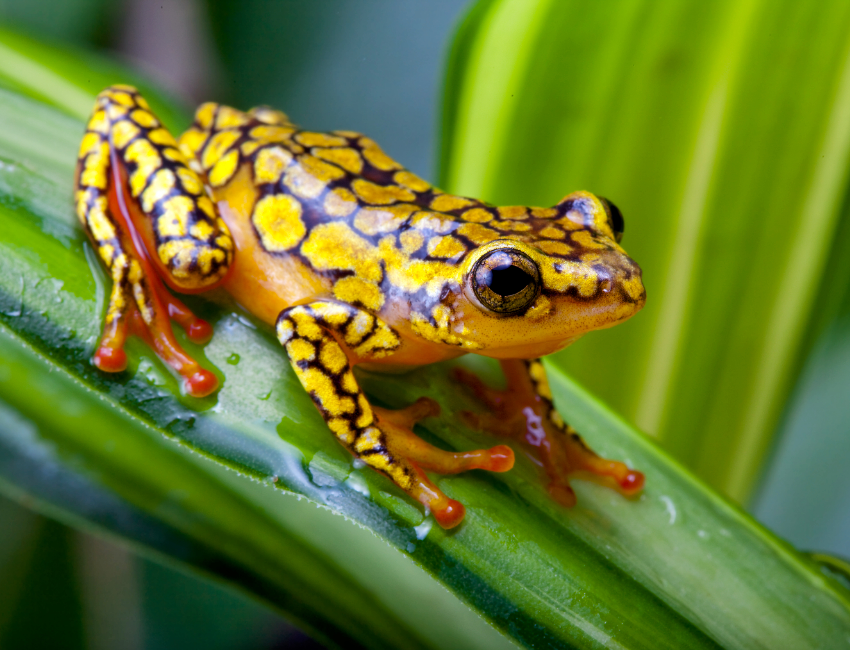 Most harlequin toads are threatened with extinction