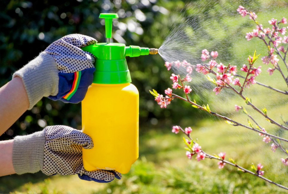 Is the obesity crisis linked to a common pesticide?