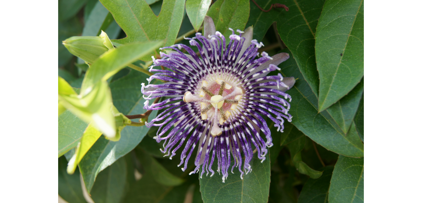 Small protein plays a big role in flower formation