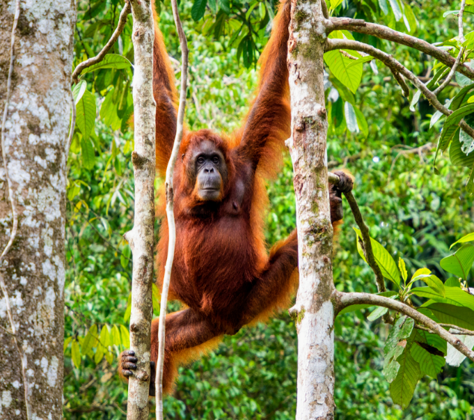 Scientists pinpoint the location of biodiversity threats