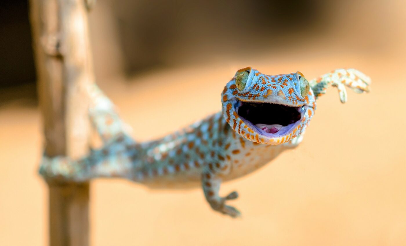 Geckos rely on their tails to survive a crash landing