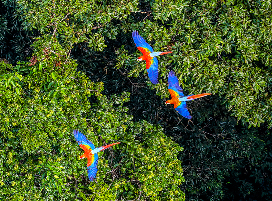 The impact of fire on Amazon biodiversity