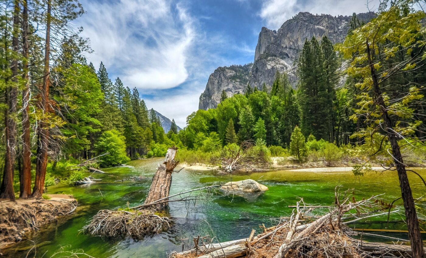 High altitudes no longer protect pine trees from disease