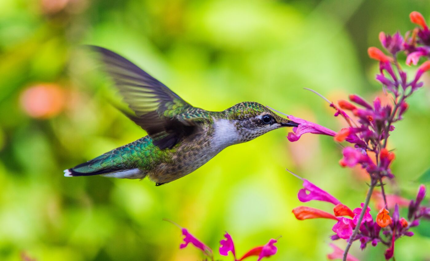 Hummingbirds can smell dangerous insects