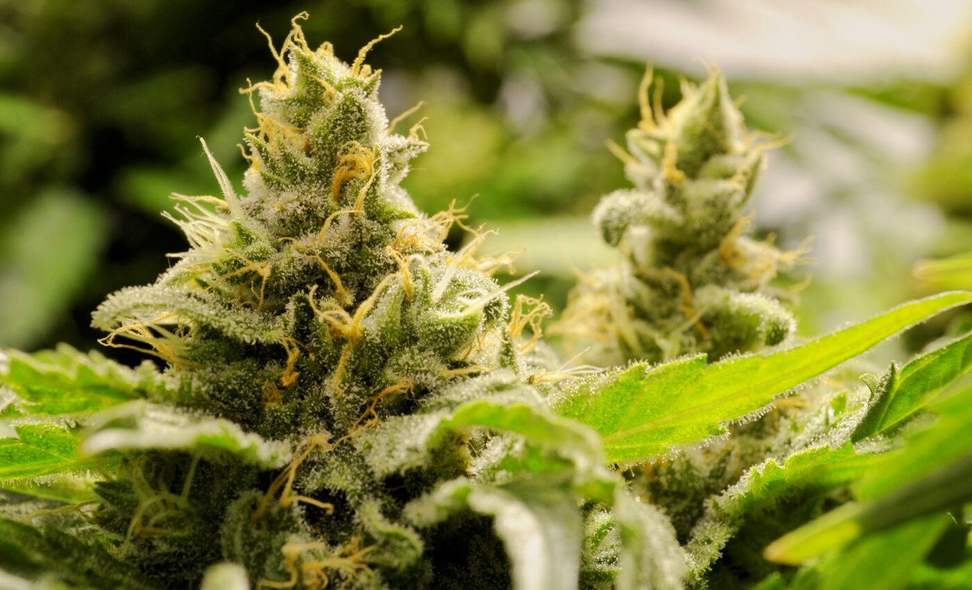 Cannabis use increases risk of heart attacks in young adults