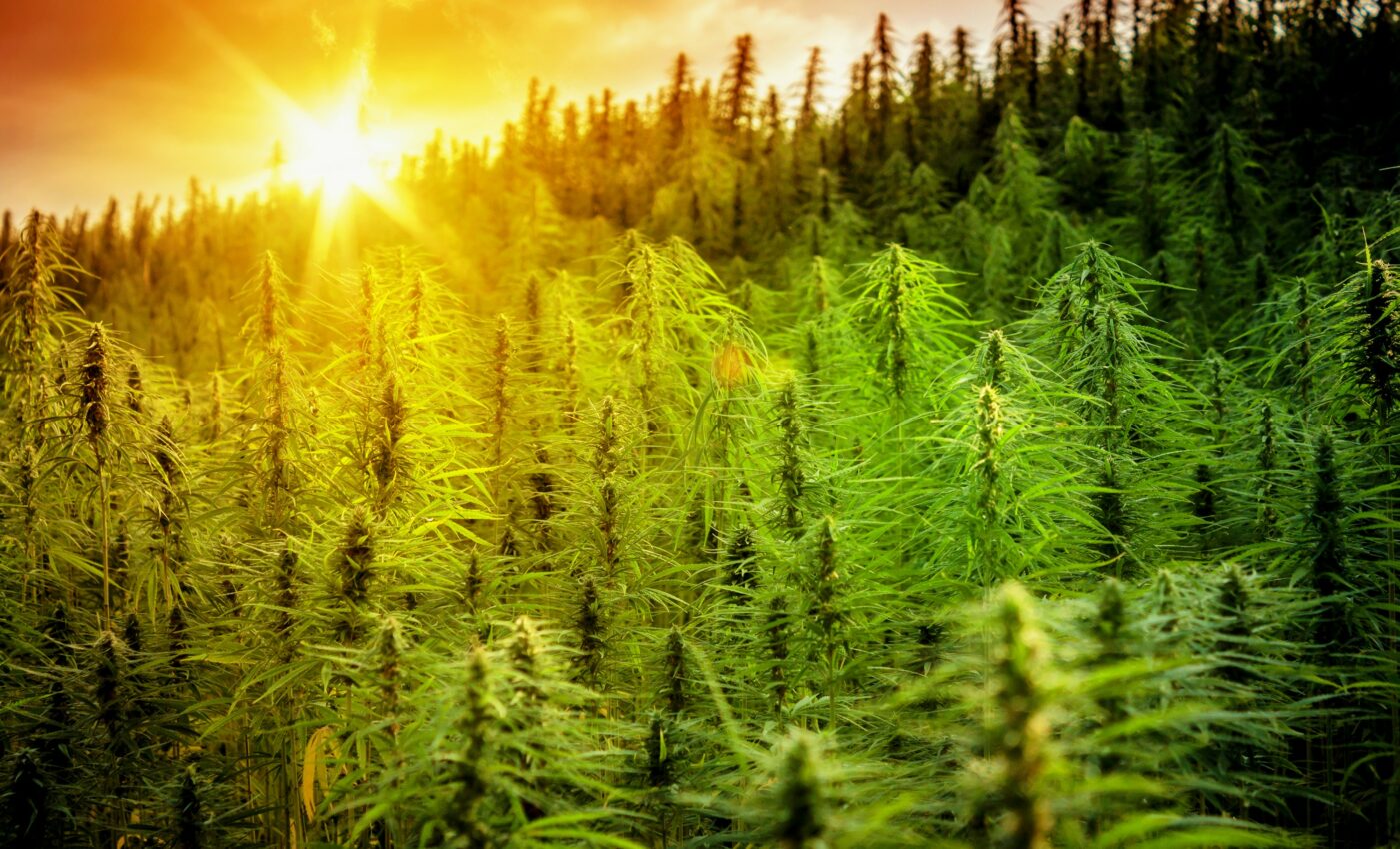 Illegal cannabis farms infringe on crucial animal habitats