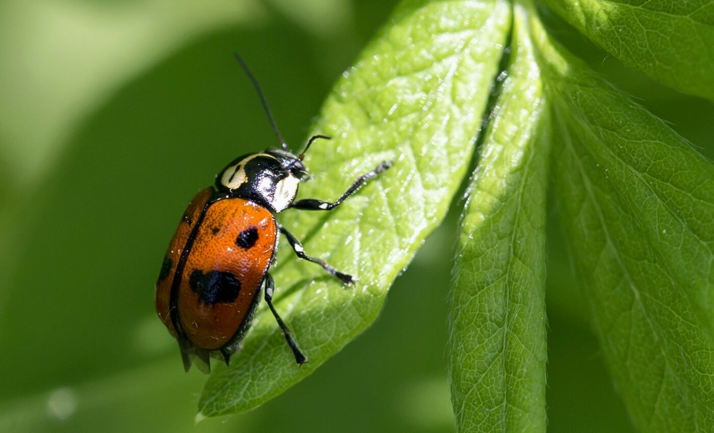 Plants transmit signals to defend against environmental threats