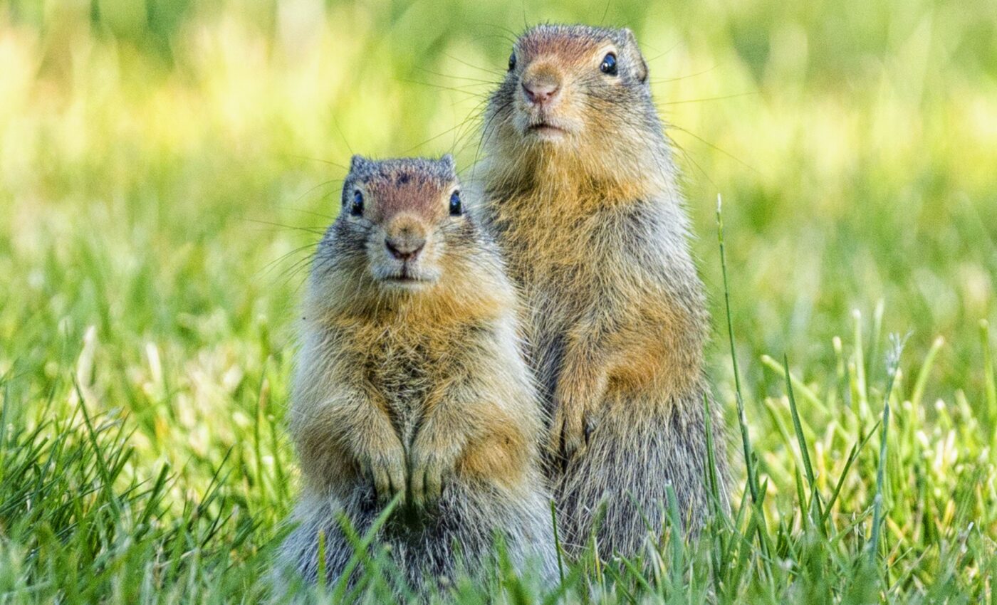 Ground squirrels found to be full of personality