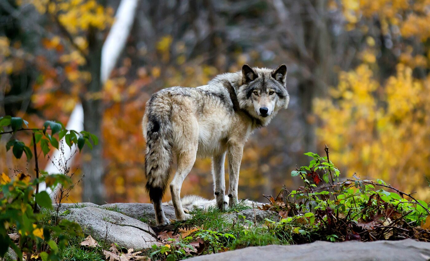 Wolf populations are expanding across Europe