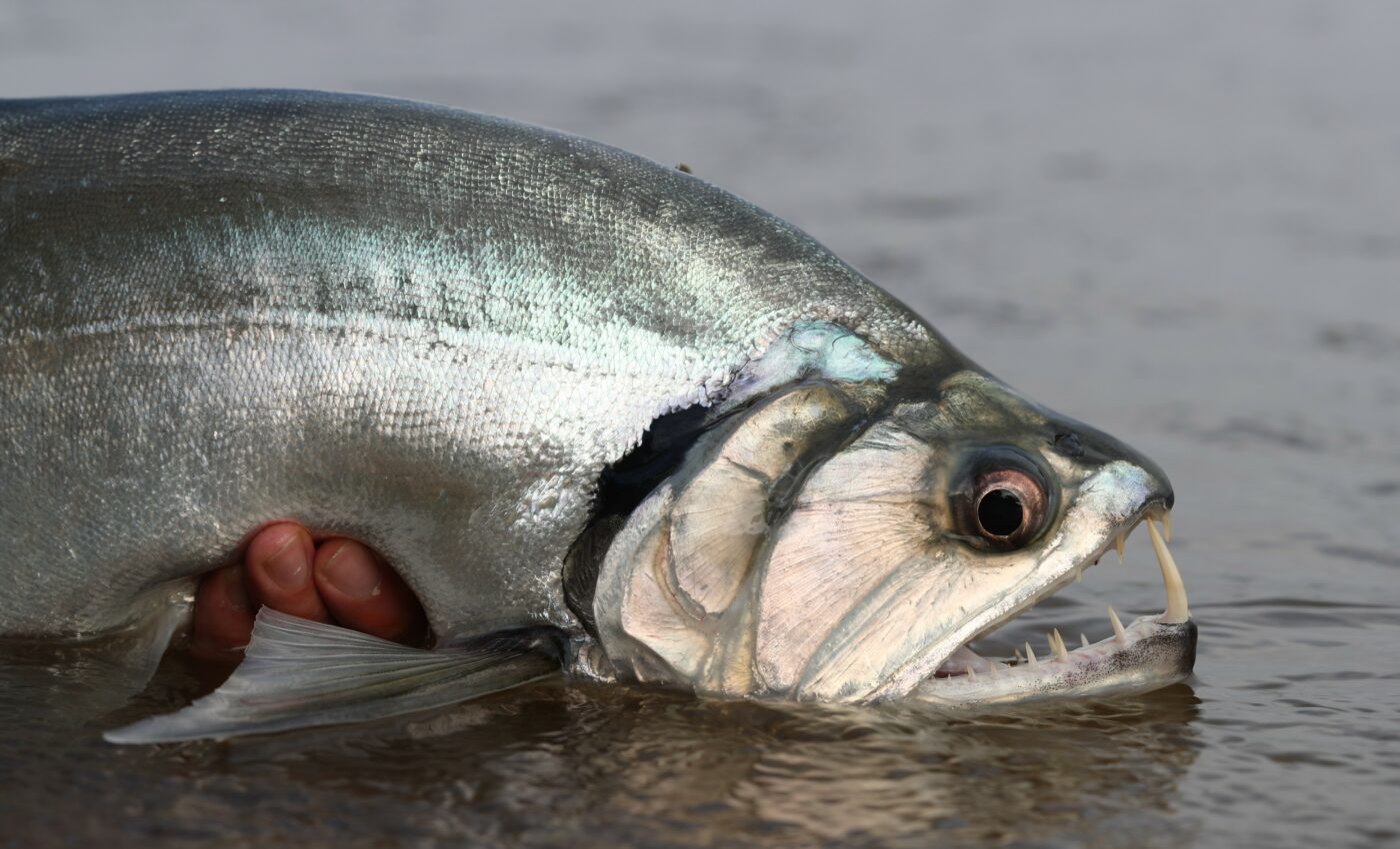 The vampire fish that doesn’t suck blood