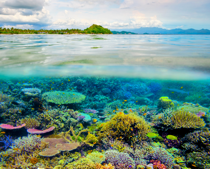 Some coral communities are doing better than expected