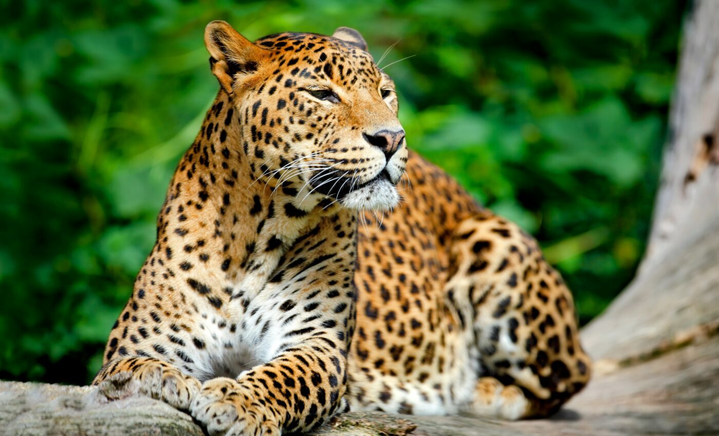 Experts have solved the mystery of fur patterns in cats