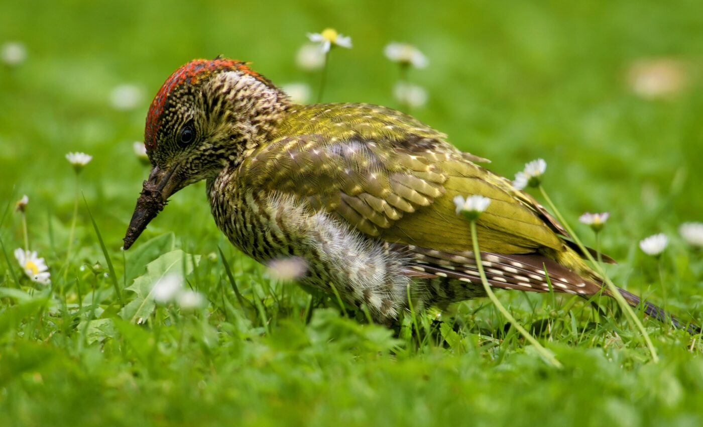 Taste cells may control foraging and decision making