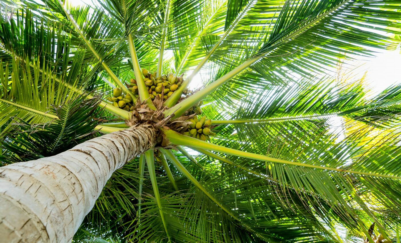 Scientists have had a breakthrough in cloning coconut trees