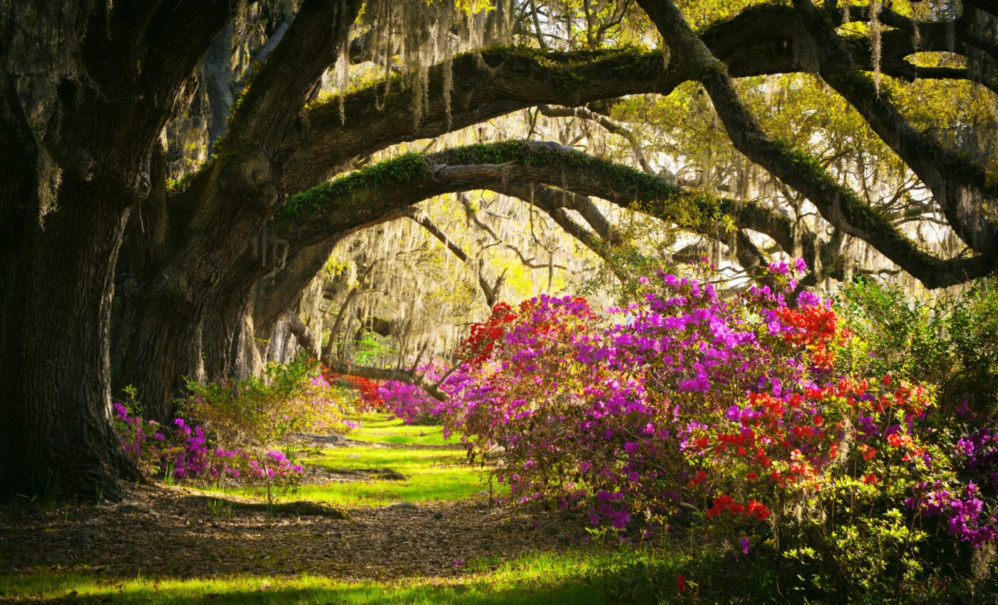 Plants evolved in two dramatic bursts 250 million years apart