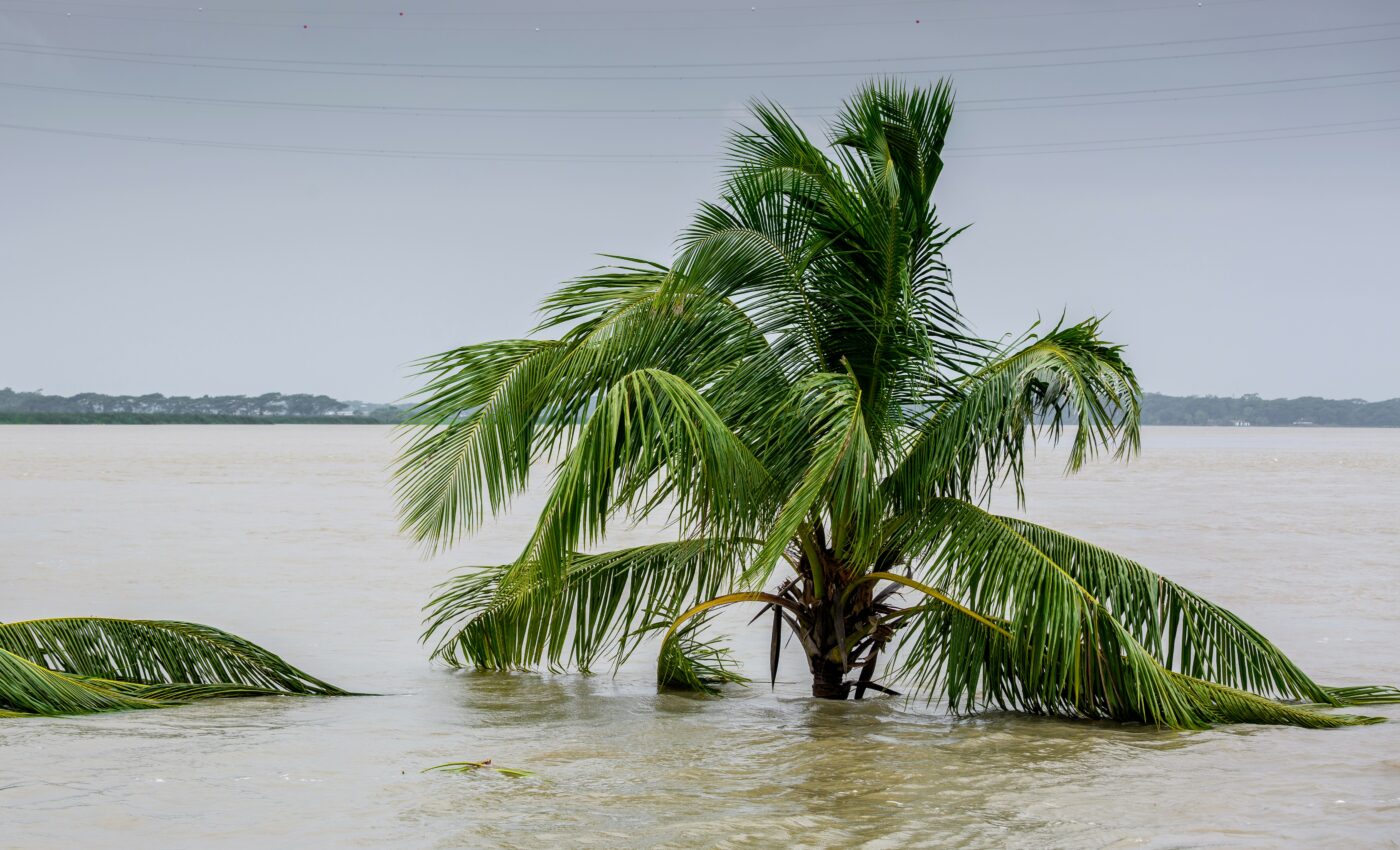 How plants activate their protective barrier of suberin