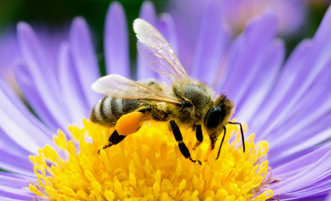 Plant compound may help diseased honeybees find their way home