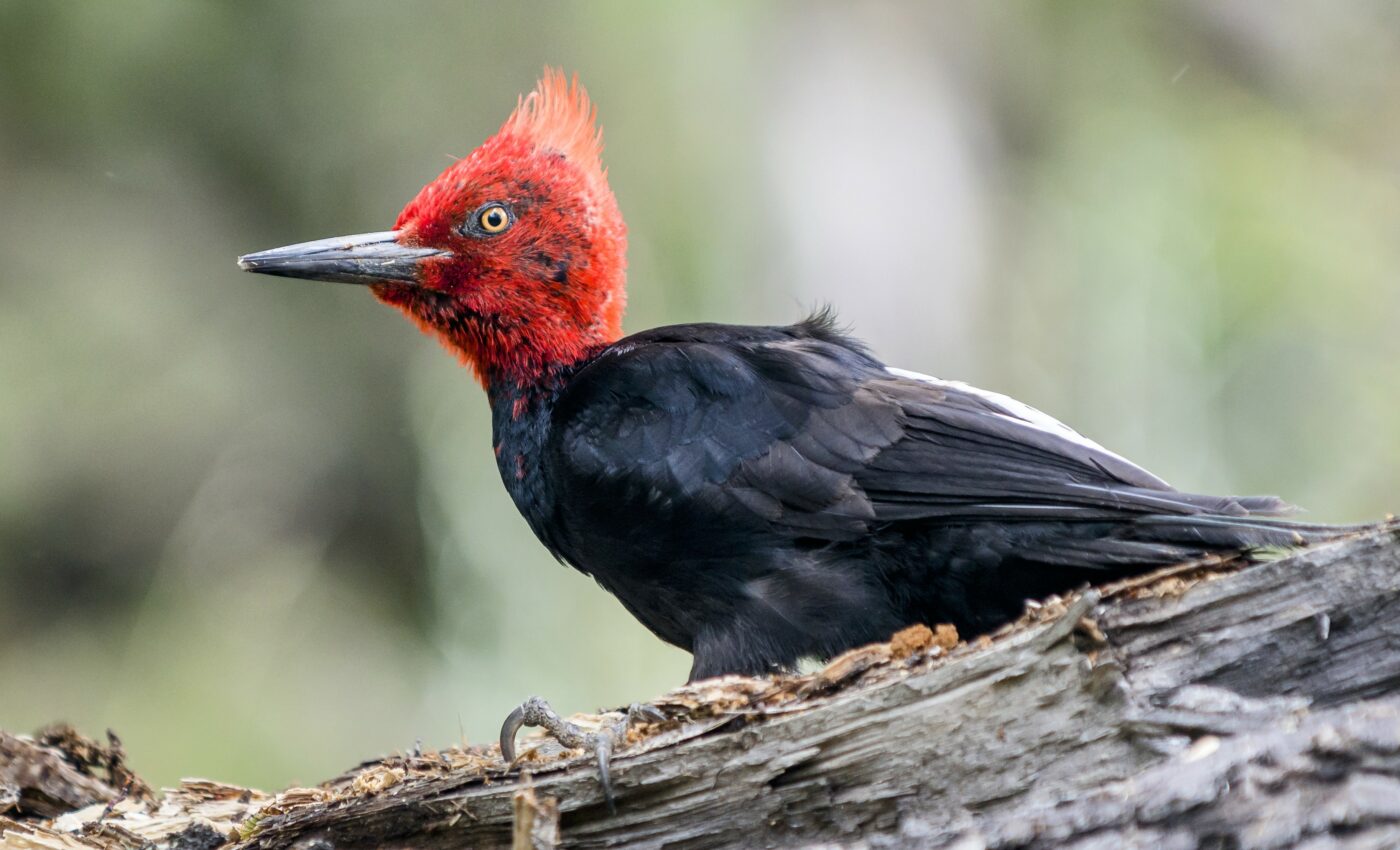 23 species to be declared extinct in the United States