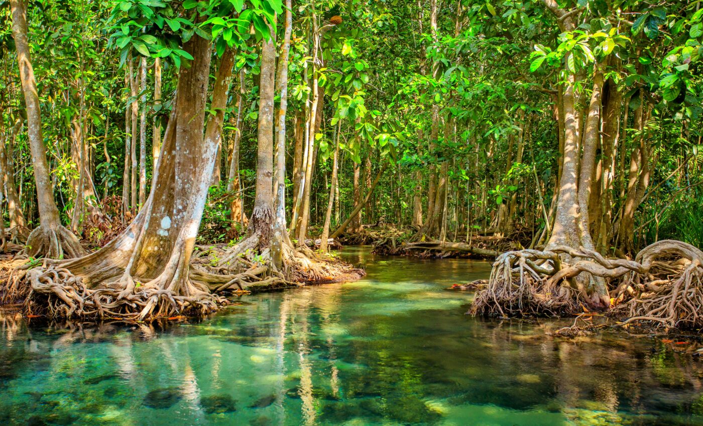 Mangrove forest reveals ancient climate change effects