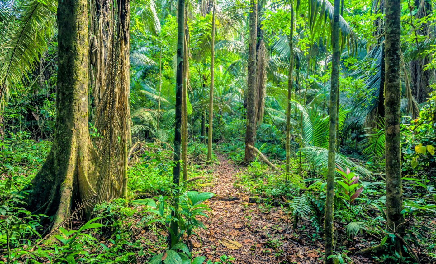 Mystery Amazon species identified after nearly 50 years