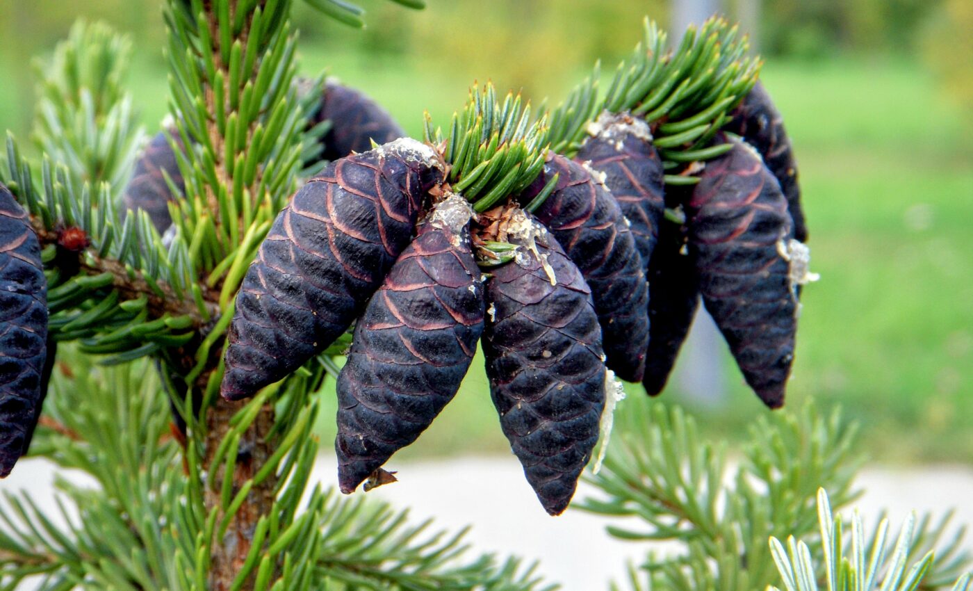 Black spruce trees are endangered by Arctic wildfires
