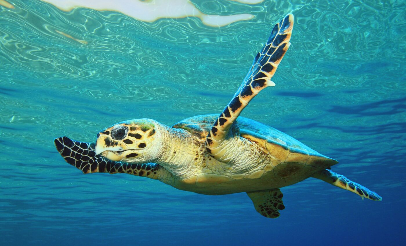 The coast of France may be a death trap for sea turtles