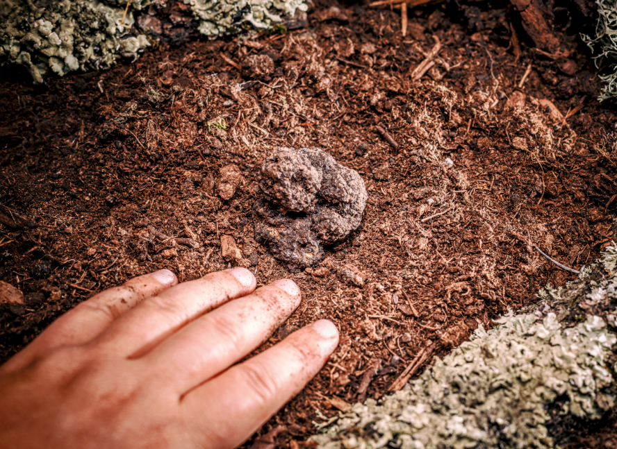 Study reveals that birds hunt for truffles
