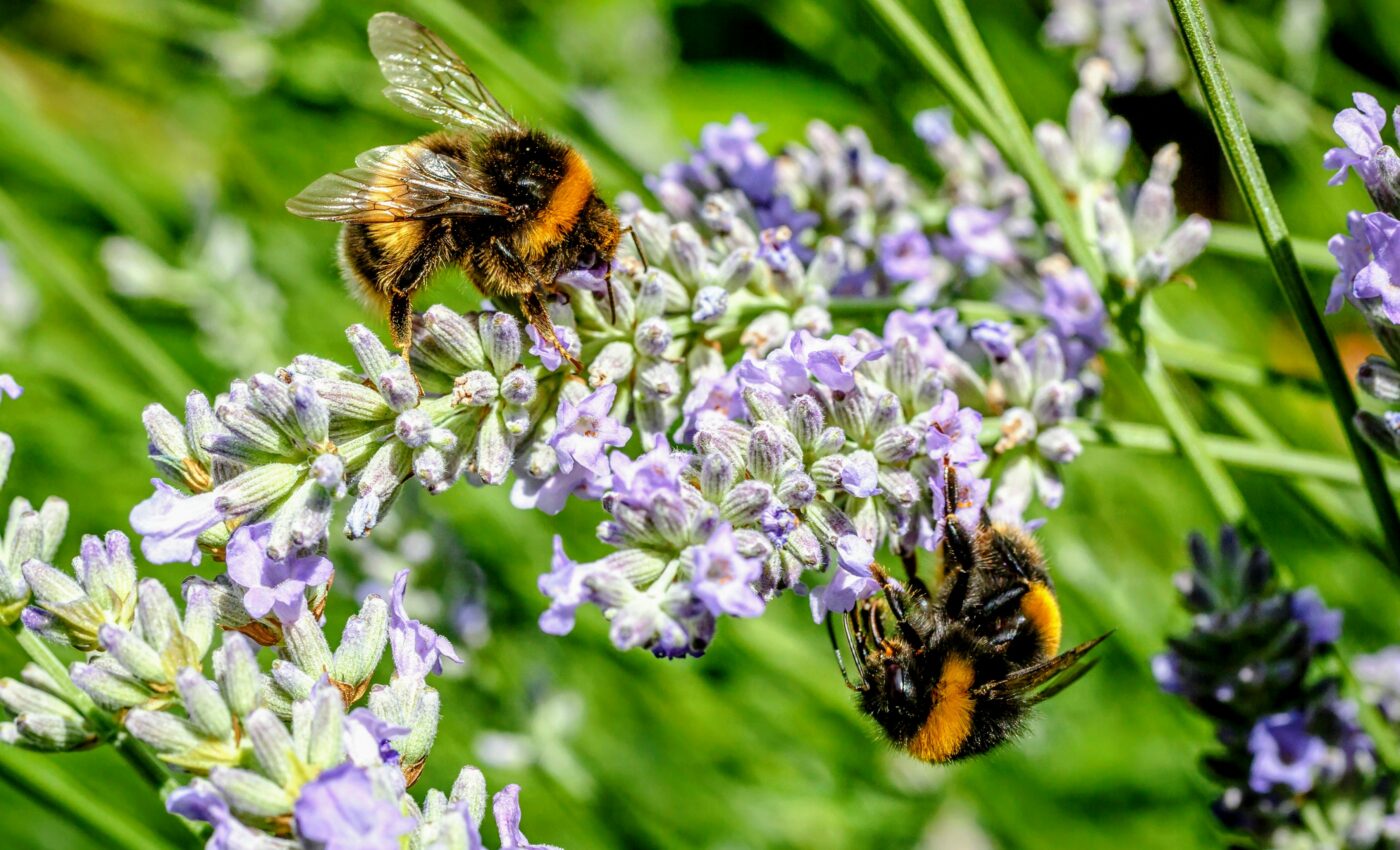 Honey bees are experts at social distancing