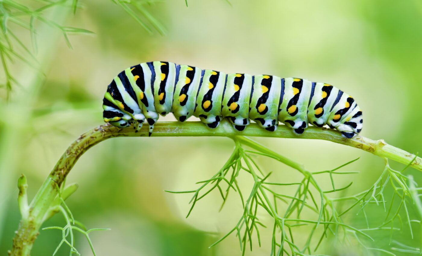 Caterpillar outbreaks drive CO2 emissions
