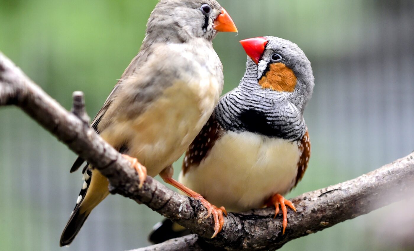 Female finches can afford to be picky when selecting a mate