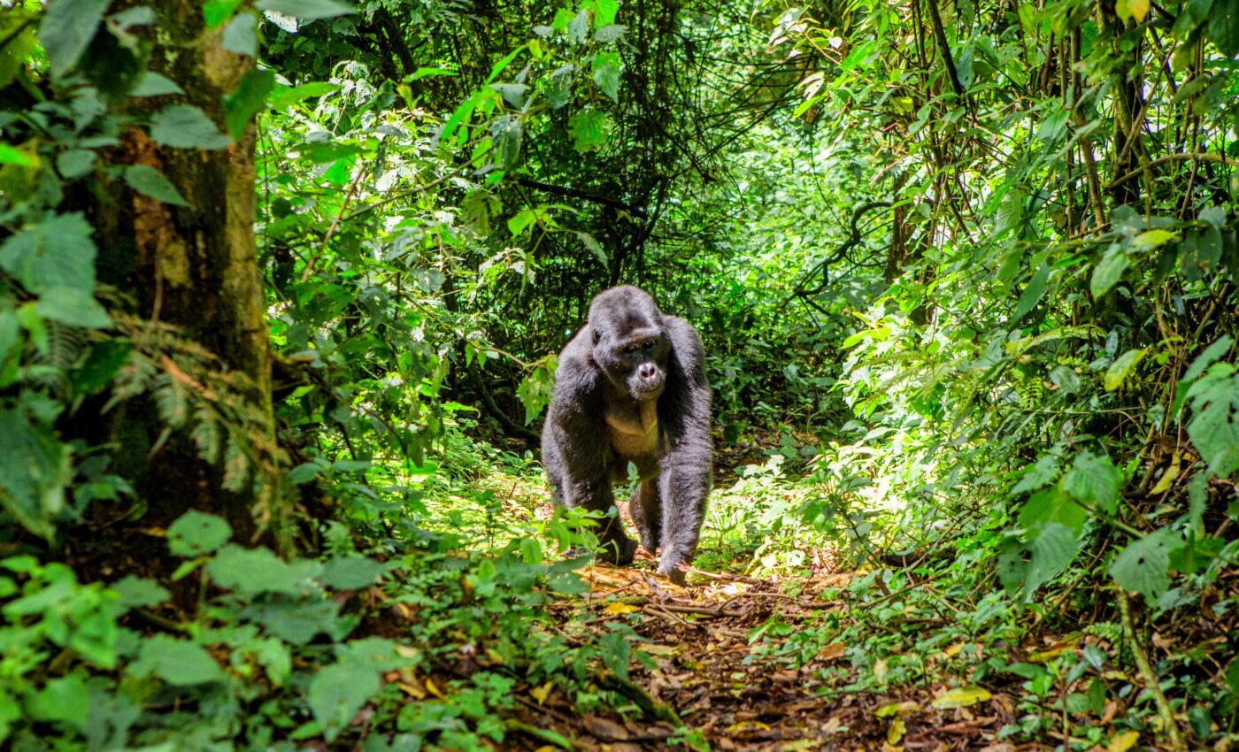 Progressive approach brings new hope to forest conservation