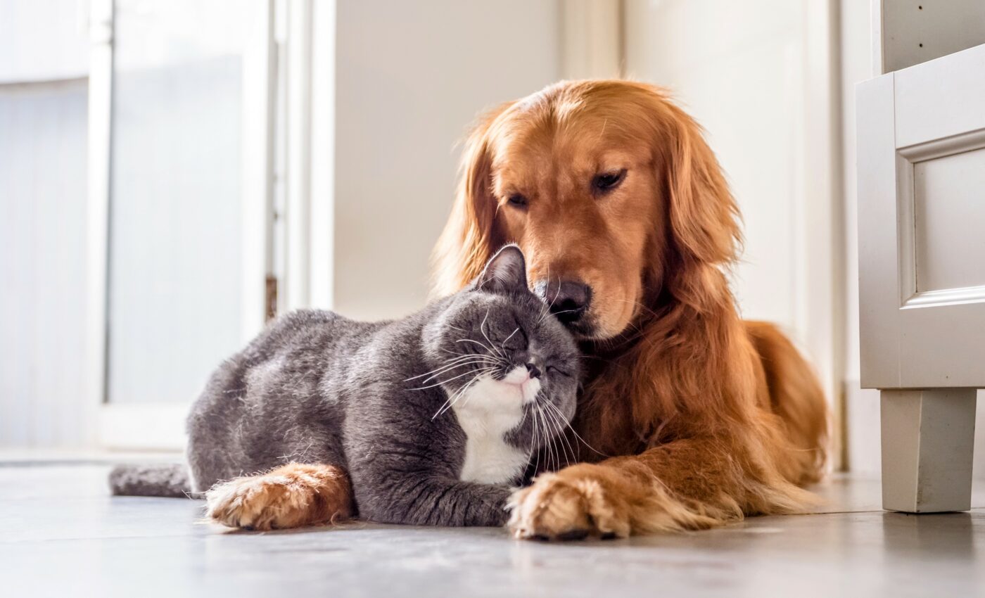 Dogs and cats test positive for alpha variant of SARS-CoV-2