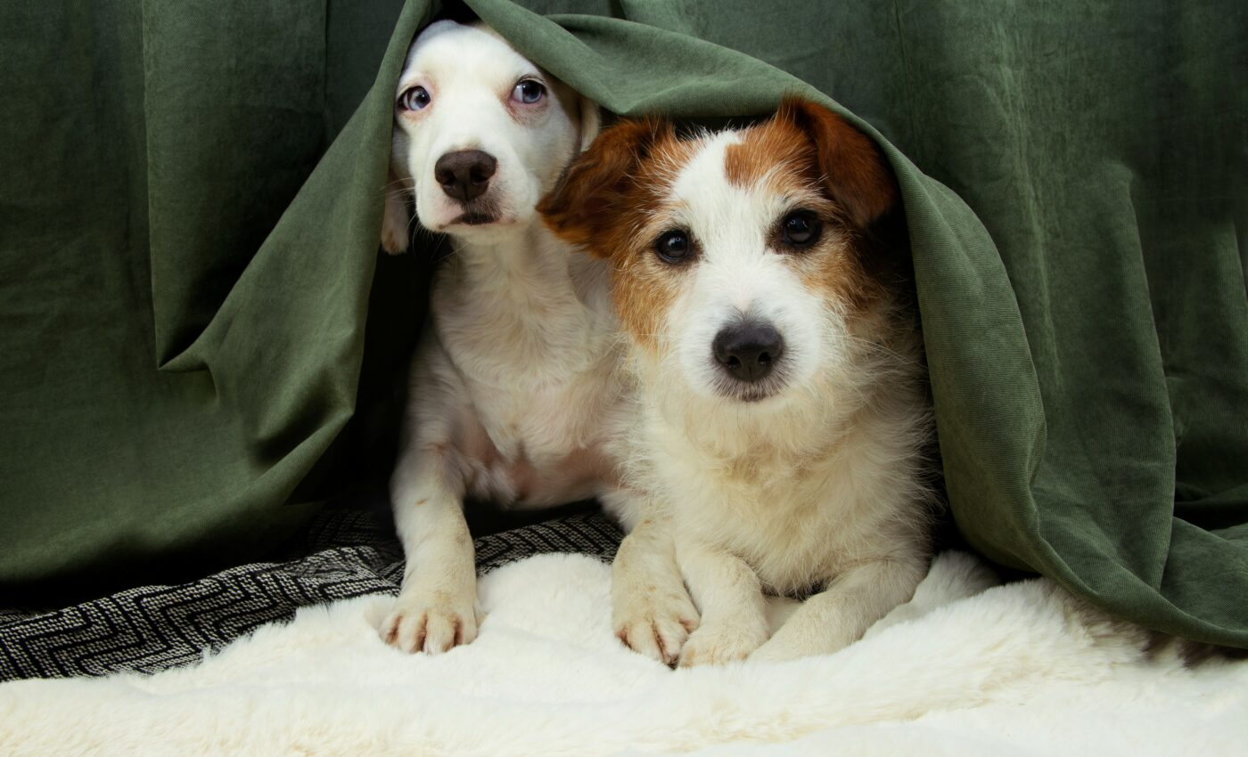 Dogs get more separation anxiety when left with another animal