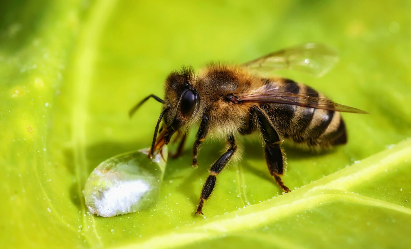 Deadly honey bee diseases are influenced by the weather