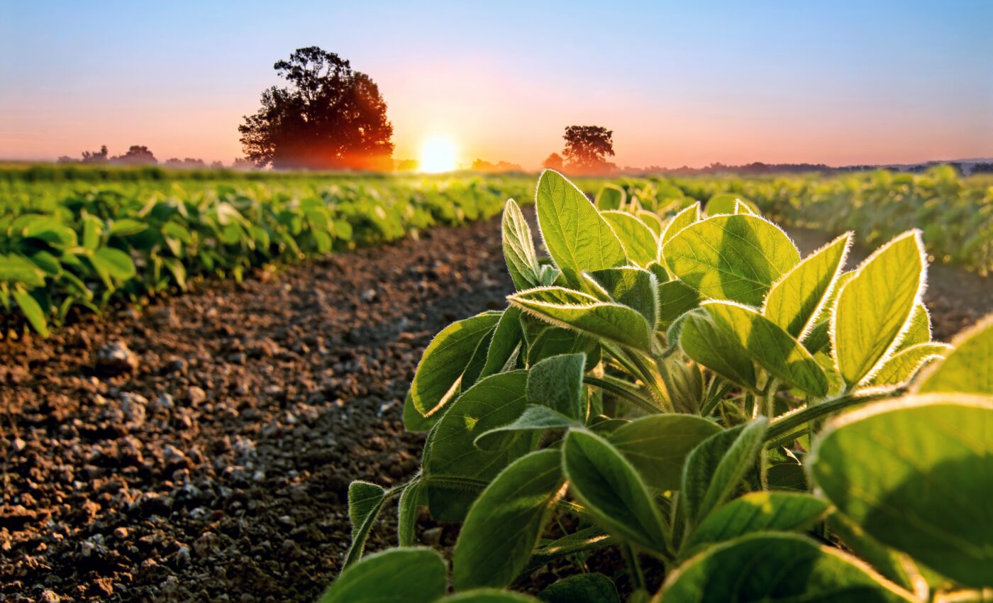 Crops have a “drought memory” that prepares them for tough times