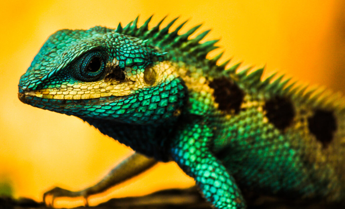 Quickly evolving species face greater threat of extinction